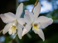 Laelia Orchidee Blüten weiß